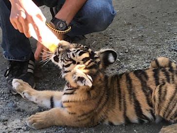 しろとり動物園に投稿された画像（2019/11/2）