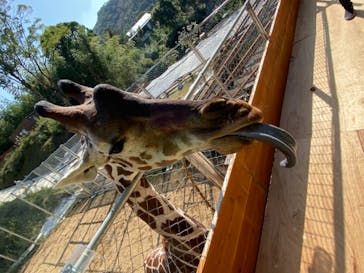 しろとり動物園に投稿された画像（2019/11/2）