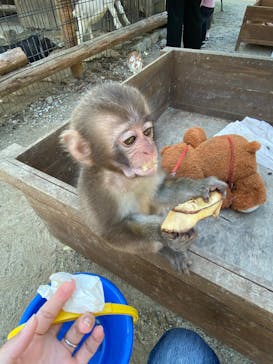 しろとり動物園に投稿された画像（2019/11/2）