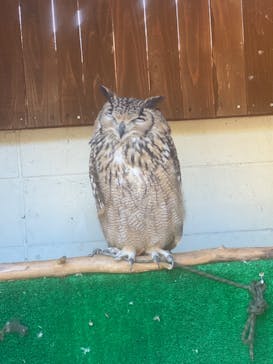 しろとり動物園に投稿された画像（2019/11/2）