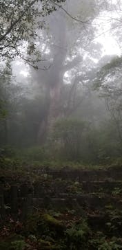 屋久島ガイドクラブに投稿された画像（2019/11/2）