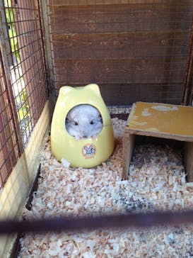 しろとり動物園に投稿された画像（2019/11/3）