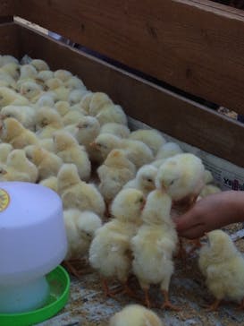 しろとり動物園に投稿された画像（2019/11/3）