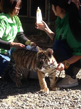 しろとり動物園に投稿された画像（2019/11/3）