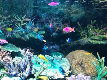 サンシャイン水族館に投稿された画像（2019/11/3）