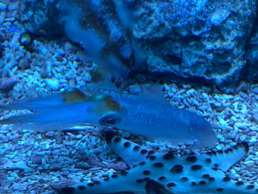 サンシャイン水族館に投稿された画像（2019/11/3）