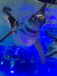すみだ水族館に投稿された画像（2019/11/4）