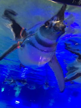 すみだ水族館に投稿された画像（2019/11/4）