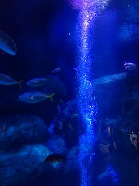 すみだ水族館に投稿された画像（2019/11/4）