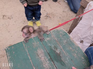しろとり動物園に投稿された画像（2019/11/4）