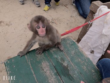 しろとり動物園に投稿された画像（2019/11/4）