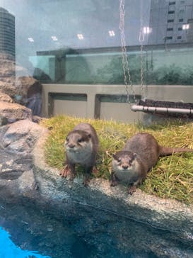 サンシャイン水族館に投稿された画像（2019/11/4）