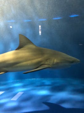 京急油壺マリンパークに投稿された画像（2019/11/4）