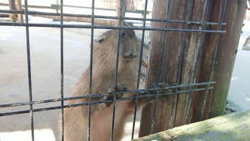 しろとり動物園に投稿された画像（2019/11/4）