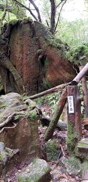屋久島ガイド 山好きに投稿された画像（2019/11/4）