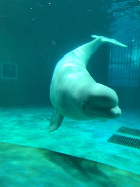 鴨川シーワールドに投稿された画像（2019/11/4）