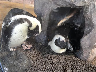 京都水族館に投稿された画像（2019/11/5）