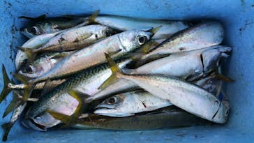 SUNNY FISHING（サニーフィッシング）に投稿された画像（2019/11/6）