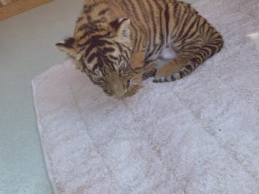 しろとり動物園に投稿された画像（2019/11/8）