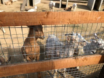 しろとり動物園に投稿された画像（2019/11/9）