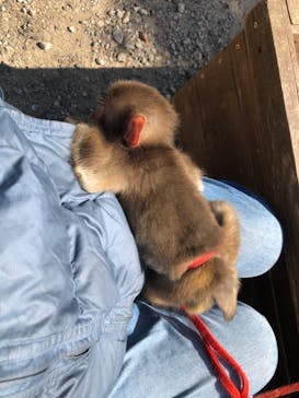 しろとり動物園に投稿された画像（2019/11/9）