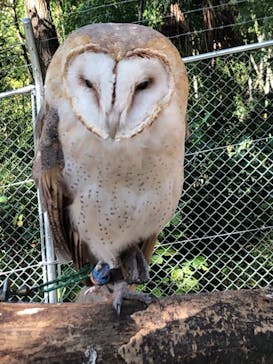 しろとり動物園に投稿された画像（2019/11/9）