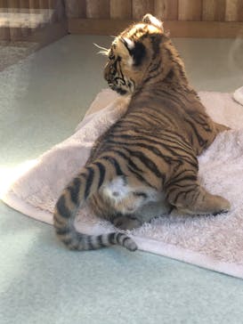 しろとり動物園に投稿された画像（2019/11/9）