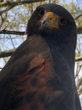 しろとり動物園に投稿された画像（2019/11/9）