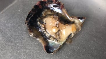 真珠工房 真珠の里に投稿された画像（2019/11/10）