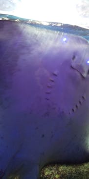 新江ノ島水族館に投稿された画像（2019/11/10）