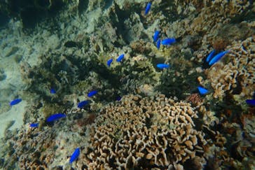 ダイビングショップ Sea Free（シーフリー）に投稿された画像（2019/11/11）