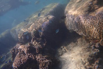 ダイビングショップ Sea Free（シーフリー）に投稿された画像（2019/11/11）