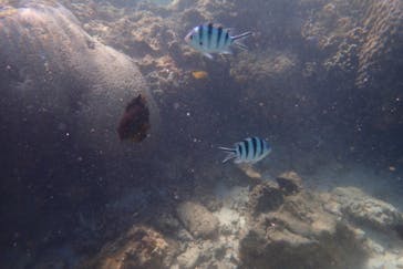 ダイビングショップ Sea Free（シーフリー）に投稿された画像（2019/11/11）