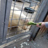 しろとり動物園に投稿された画像（2019/11/11）