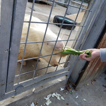 しろとり動物園に投稿された画像（2019/11/11）