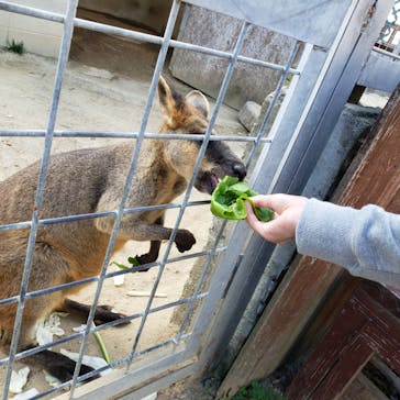 しろとり動物園に投稿された画像（2019/11/11）