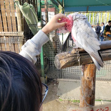 しろとり動物園に投稿された画像（2019/11/11）