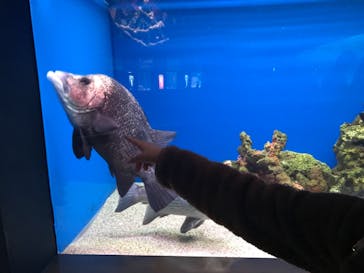 大分マリーンパレス水族館 「うみたまご」に投稿された画像（2019/11/11）