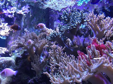 大分マリーンパレス水族館 「うみたまご」に投稿された画像（2019/11/11）