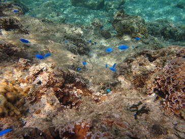 沖縄ダイビングショップシーモールに投稿された画像（2019/11/12）