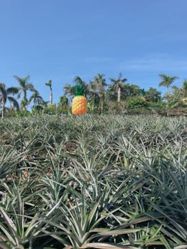 ナゴパイナップルパークに投稿された画像（2019/11/13）