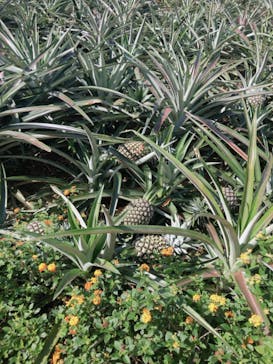 ナゴパイナップルパークに投稿された画像（2019/11/13）