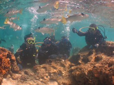 沖縄ダイビングショップシーモールに投稿された画像（2019/11/13）