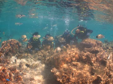 沖縄ダイビングショップシーモールに投稿された画像（2019/11/13）