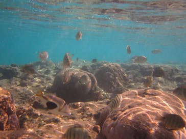 沖縄ダイビングショップシーモールに投稿された画像（2019/11/13）