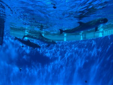 九十九島水族館海きららに投稿された画像（2019/11/14）