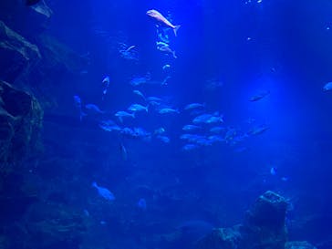 京都水族館に投稿された画像（2019/11/15）