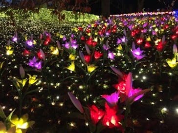 さがみ湖MORI MORIに投稿された画像（2019/11/16）