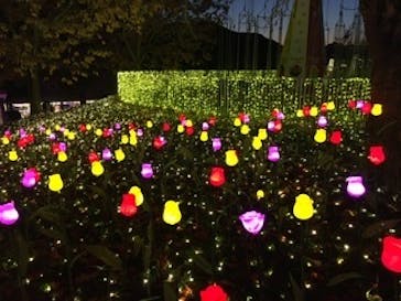 さがみ湖MORI MORIに投稿された画像（2019/11/16）