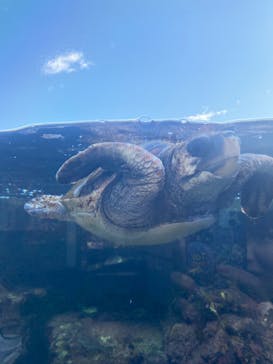 アクアワールド茨城県大洗水族館に投稿された画像（2019/11/17）